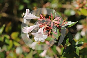 Hybrid `Glossy Abelia` flowers