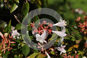 Hybrid `Glossy Abelia` flowers