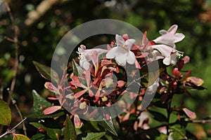 Hybrid `Glossy Abelia` flowers