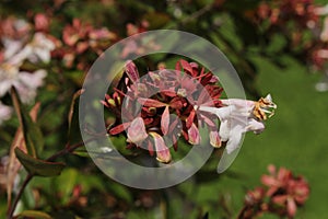 Hybrid `Glossy Abelia` flowers