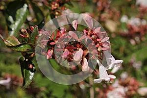 Hybrid `Glossy Abelia` flowers