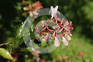 Hybrid `Glossy Abelia` flowers