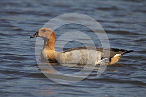 Hybrid Goose