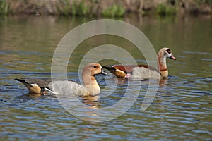 Hybrid Goose and Egyptian Goose