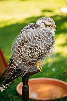 Hybrid Gyrfalcon and Saker falcon