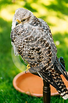 Hybrid Gyrfalcon and Saker falcon