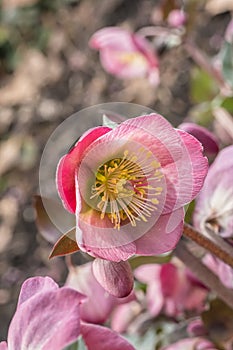 Hybrid hellebore Helleborus x hybridus Dorothy’s Dawn, a large pink flower