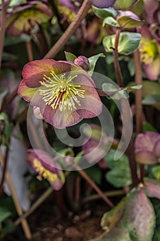Hybrid hellebore Helleborus x hybridus Glenda’s Gloss, violet-green flowers
