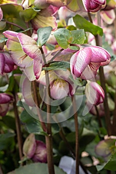 Hybrid hellebore Helleborus x hybridus Glenda’s Gloss, violet-white budding flower