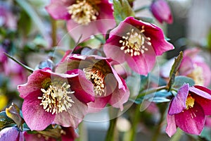 Hellebores pink bloom in early spring Bokeh background