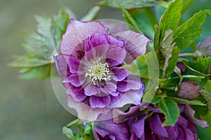 Hybrid hellebores or Christmas rose flower. Lenten Rose or Snow Rose blooms Double Dark Red