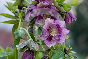 Hybrid hellebores or Christmas rose flower. Lenten Rose or Snow Rose blooms Double Dark Red