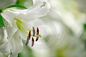 Hybrid lily in bloom