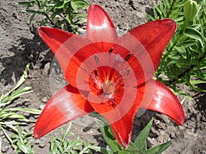 Hybrid lily 'Cherrywood' red flower