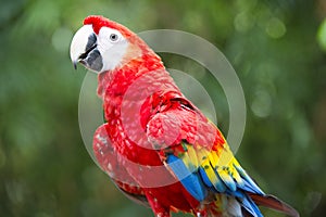 Hybrid macaw