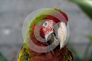 Hybrid Macaw close up in botanic garden, with focus on eyes