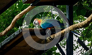 Hybrid Macaw at Parque das Aves - Foz do Iguacu, Parana, Brazil photo