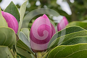 Hybrid Magnolia Cleopatra, budding amethyst flowers