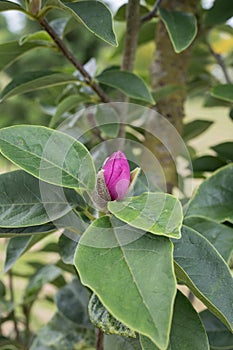 Hybrid Magnolia Cleopatra, budding red-purple flowers