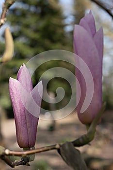 Hybrid Magnolia x soulangeana Heaven Scent budding whitish-pink flowers