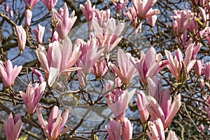 Hybrid Magnolia x soulangeana Heaven Scent whitish-pink flowers