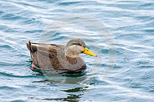 Hybrid Mallard x American Black Duck in Pickering, Ontario