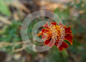 A hybrid marigold flower ( Tagetes patula) photo