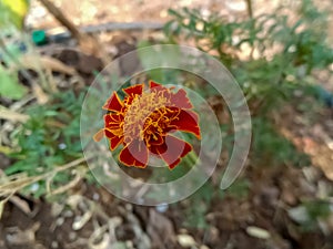 A hybrid marigold flower ( Tagetes patula) photo
