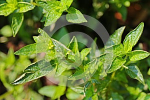 Hybrid Mint - Chocolate mint plants