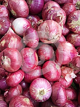 Hybrid onions