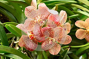 Hybrid orange red Vanda orchid flower