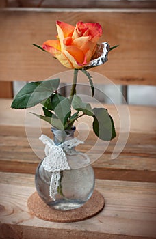 Hybrid orange rose in glass vase. One rose with metallic petals