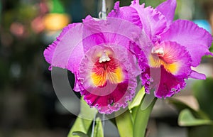 Hybrid pink Cattleya orchid flower and nature background