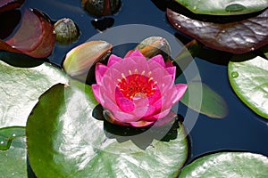 Hybrid 'Pink Silk' Waterlily flowers on the surface of a pond