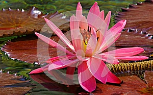 Hybrid pink water lily close up