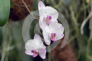 Hybrid pink and white phalaenopsis, hybrid orchid close up in soft focus