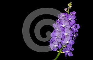 Hybrid purple Vanda orchid isolated on black