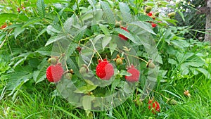 A hybrid raspberry strawberry bush grows in the garden on a grassy lawn near a metal mesh fence. In summer, there are already ripe
