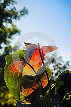 Hybrid red flamingo flower, pigtail anthurium or pigtail flaming