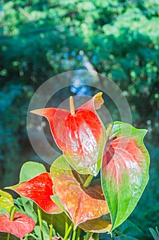 Hybrid red flamingo flower, pigtail anthurium or pigtail flaming