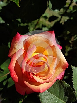 Hybrid Red and Yellow Rose