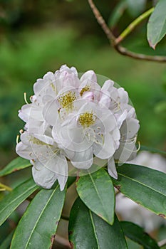 Rhododendron `Madame Carvalho` pinkish-white flower with green-yellow blotch photo