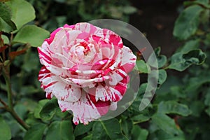 Hybrid rose Floribund Scentimental in the Butchart Garden