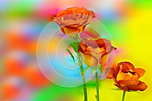 Hybrid rose leonidas tea roses presented against colorful abstract background
