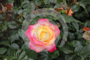 Hybrid rose MAYLAND PAPA in the Butchart Garden