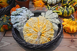 Hybrid round pumpkins - autumn harvest