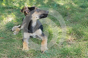 Hybrid of sheep dog puppy having rest in summer grass