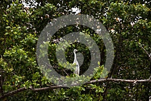 Hybrid of snowy egret and a little blue heron Egretta thula x caerulea perched on the mangroves