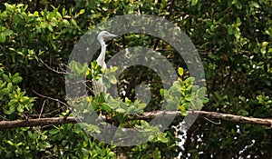 Hybrid of snowy egret and a little blue heron Egretta thula x caerulea perched on the mangroves