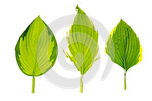 Hybrid spotted host leaves isolated on white background.